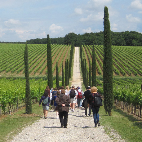 Viticulture & Enology
